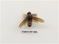 藏品(南非昆蟲)的圖片